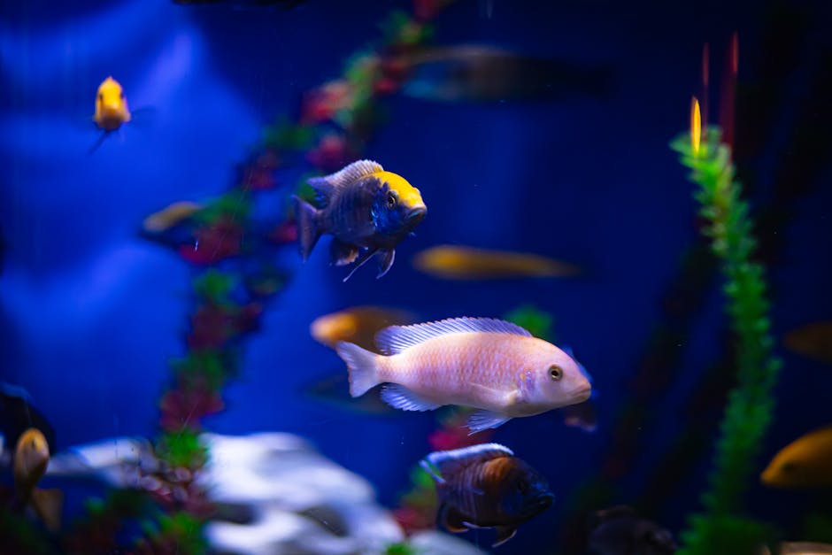 A Beginner's Guide to Aquascaping Your Fish Tank