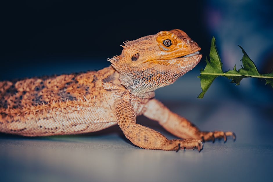 5 Common Mistakes New Reptile Owners Make