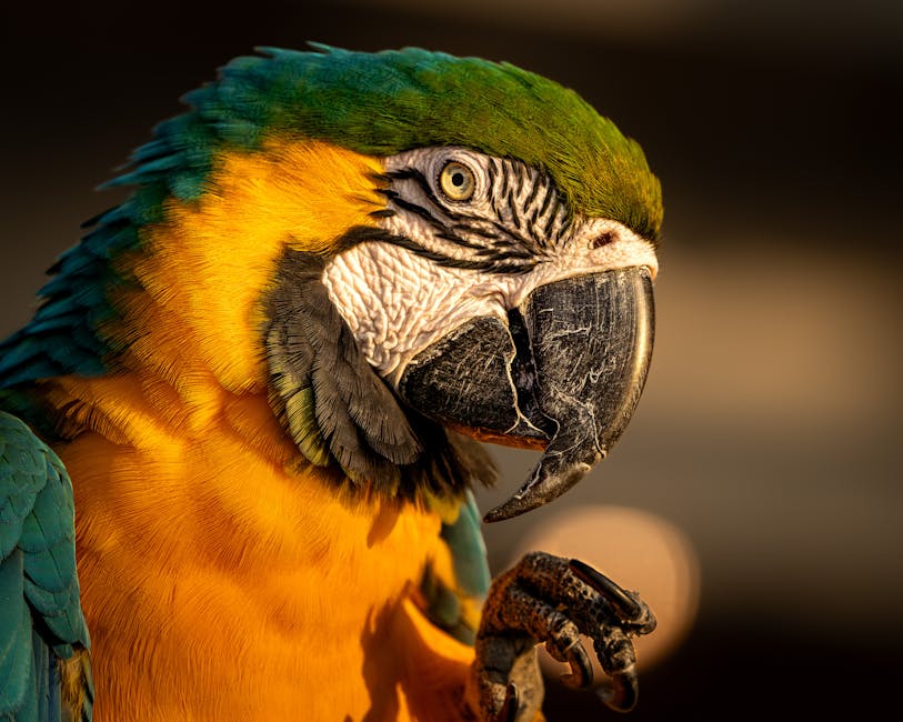 Understanding Your Pet Bird's Body Language