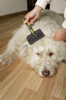 Small Pet Grooming Essentials: Complete Care Guide - Pet care guide