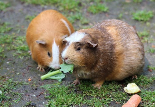 Guinea Pig Diet Essentials (Vitamin C, Hay & Safe Vegetables) - Pet care guide