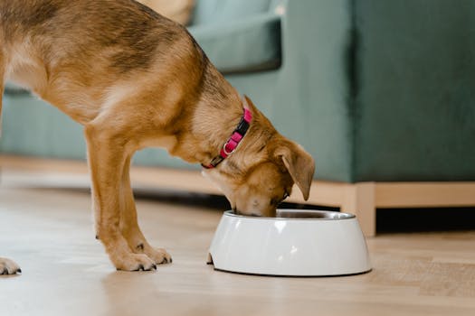 Pet Nutrition Fundamentals: Essential Guide for Small Animal Diets - Pet care guide