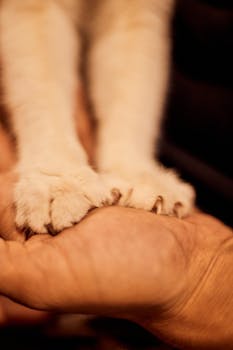 Pet Insurance for Small Animals: Coverage and Financial Planning - Pet care guide