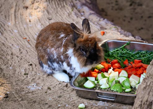 Complete Rabbit Diet Guide (Hay, Pellets & Safe Vegetables) - Pet care guide