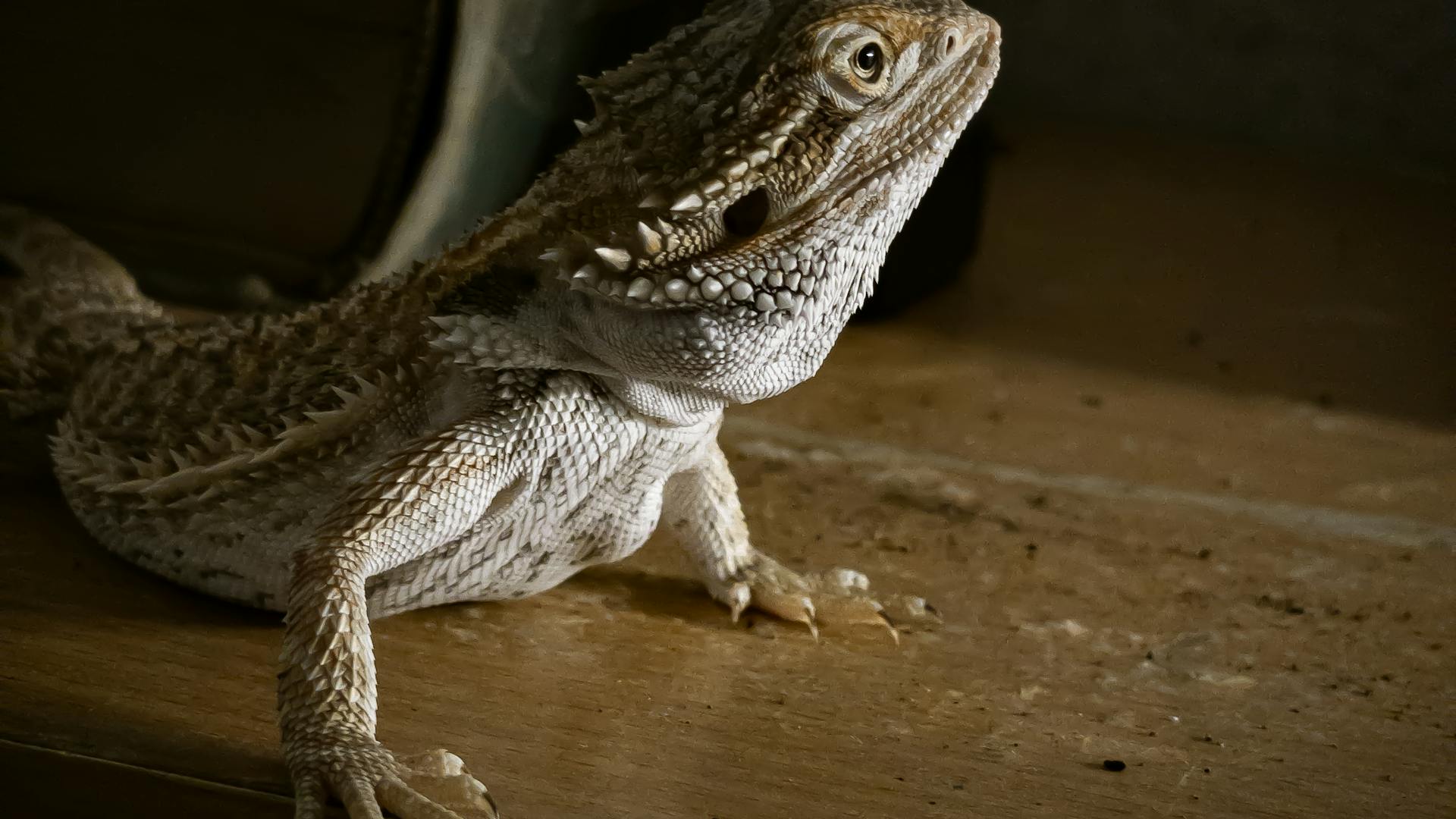 Bearded dragon - exotic pet care
