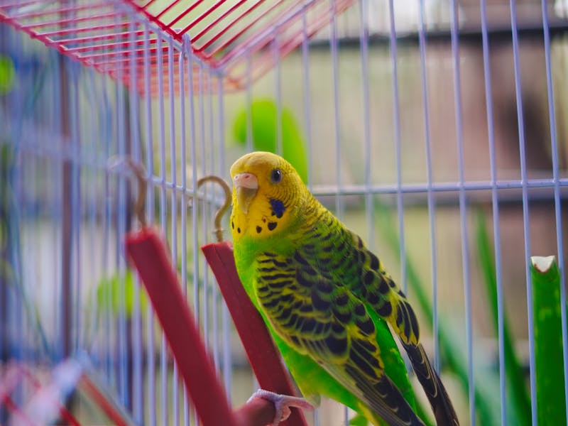 Colorful budgie parakeet