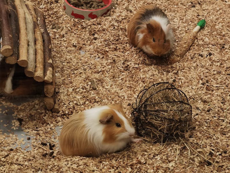 Cute guinea pigs