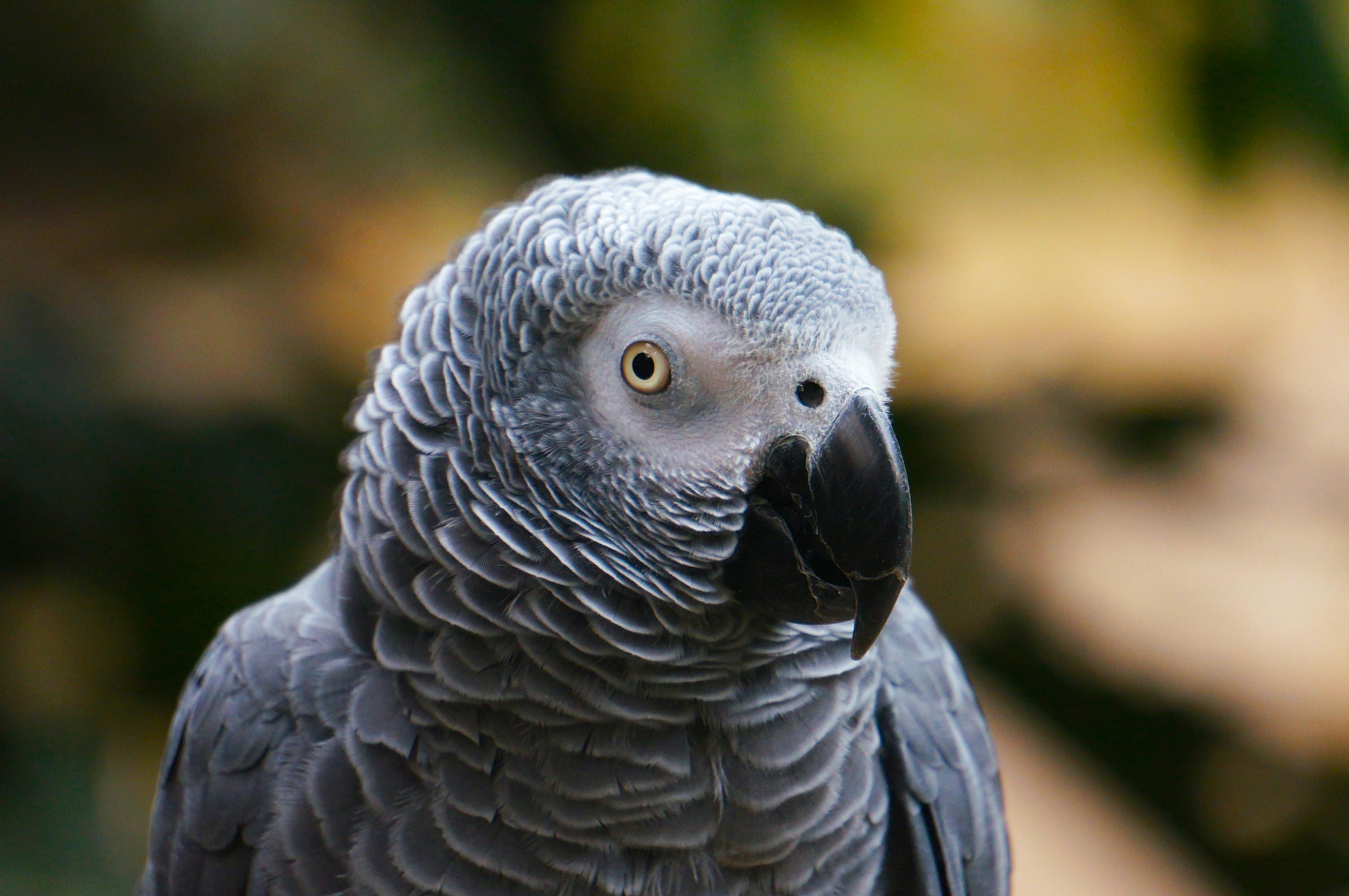African Grey Parrot Care Guide - birds pet care guide