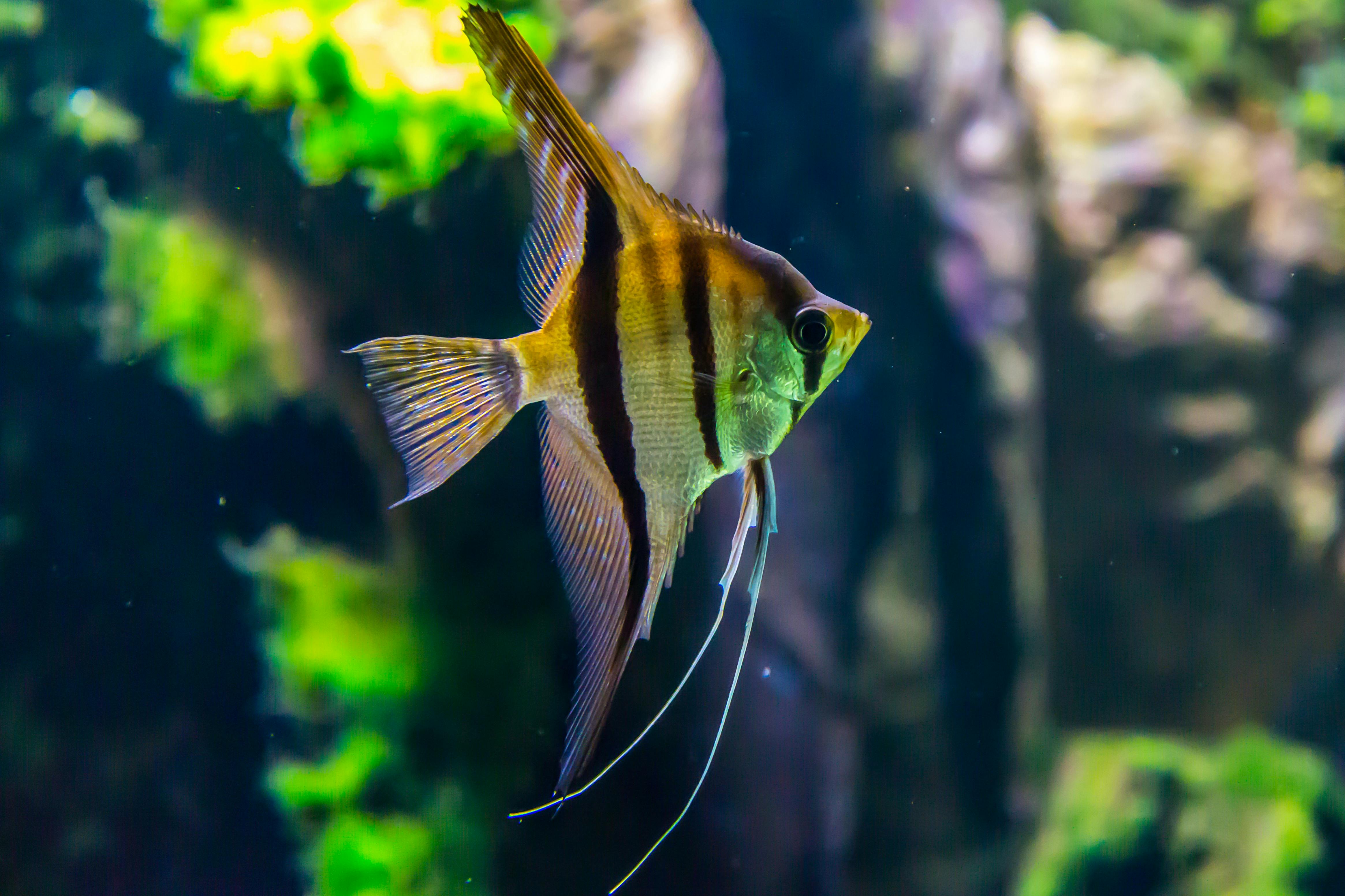 Angelfish Care Guide - fish pet care guide