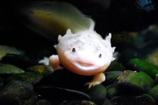 Axolotl Care Guide - reptiles pet care guide
