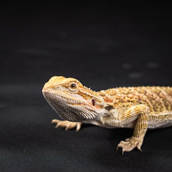 Bearded Dragon Care Guide - reptiles pet care guide