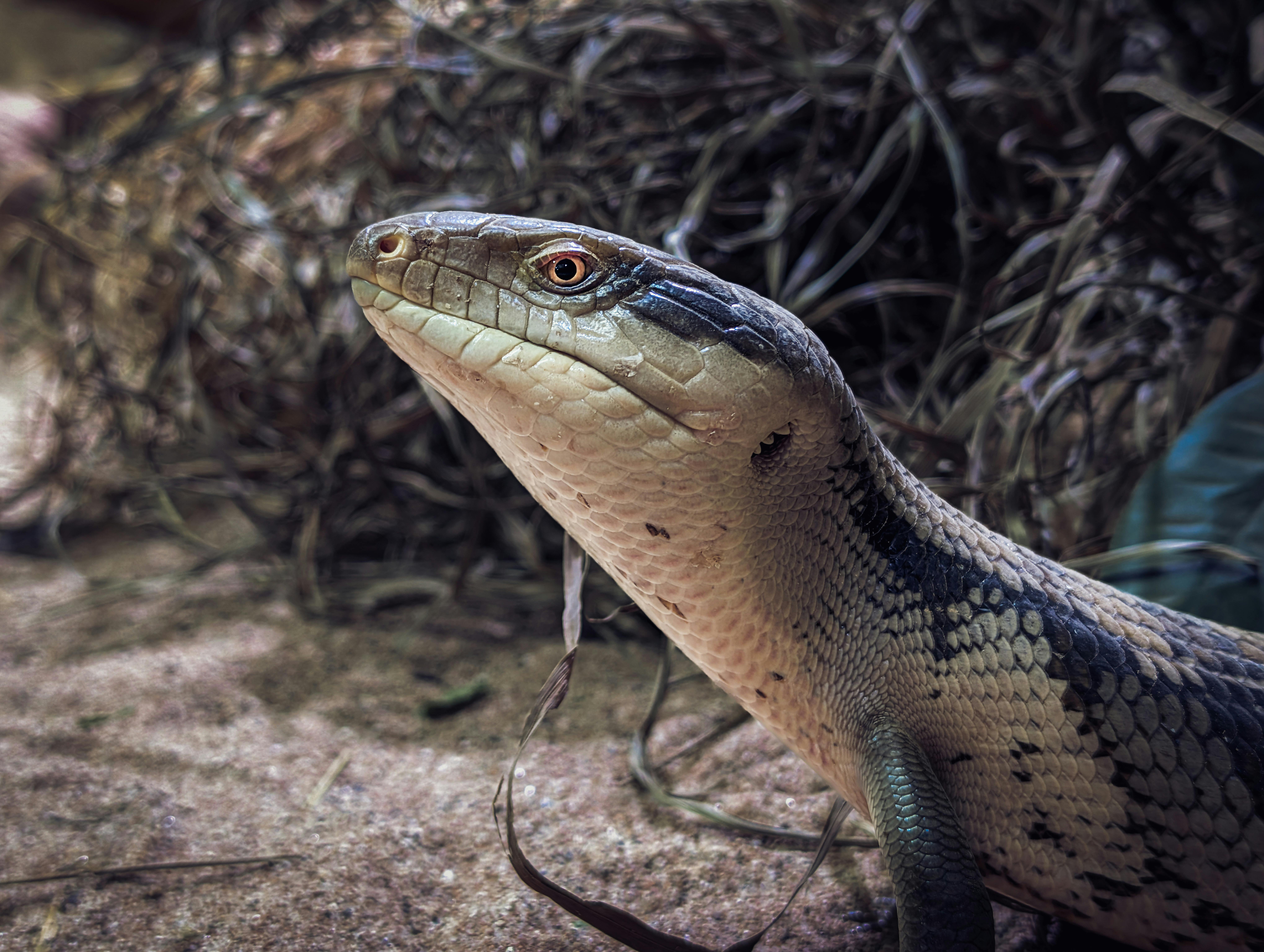 Blue-Tongue Skink Care Guide - reptiles pet care guide