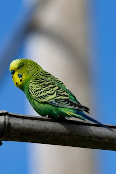 Budgerigar (Budgie) Care Guide - birds pet care guide