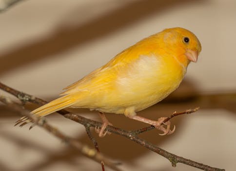 Canary Care Guide - birds pet care guide