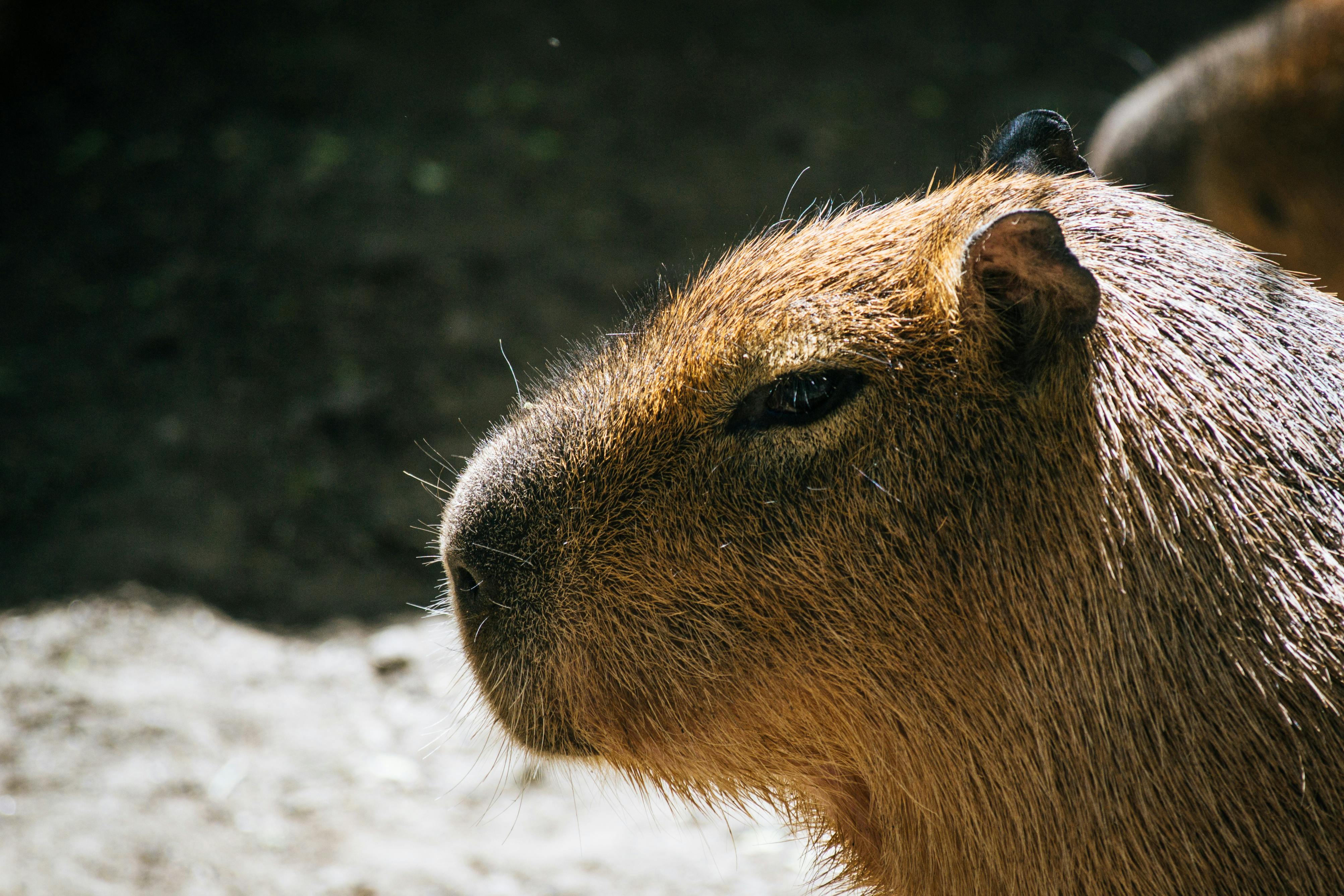 Capybara Care Guide - small-mammals pet care guide