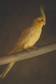 Cockatiel Care Guide - birds pet care guide