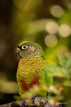 Conure Care Guide - birds pet care guide