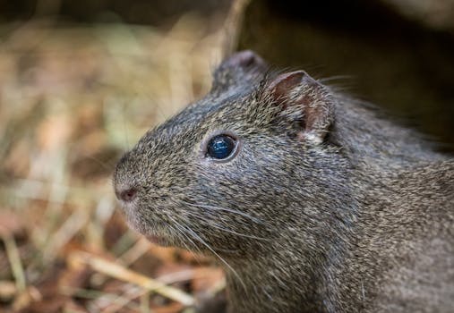 Degu Care Guide - small-mammals pet care guide