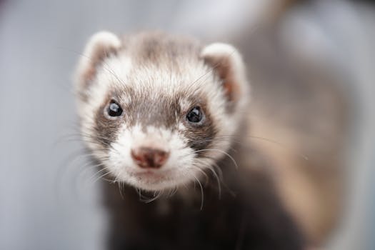 Ferret Care Guide - ferrets pet care guide