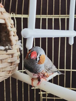 Finch Care Guide - birds pet care guide