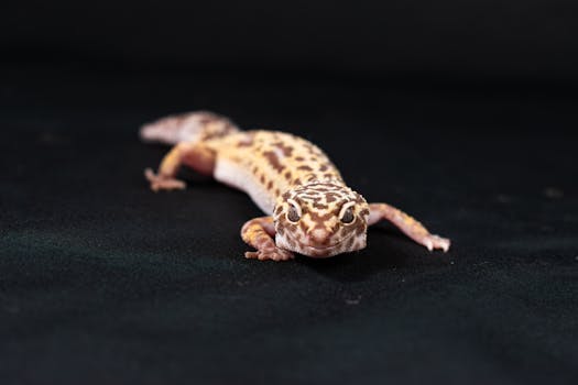 Gecko Care Guide - reptiles pet care guide