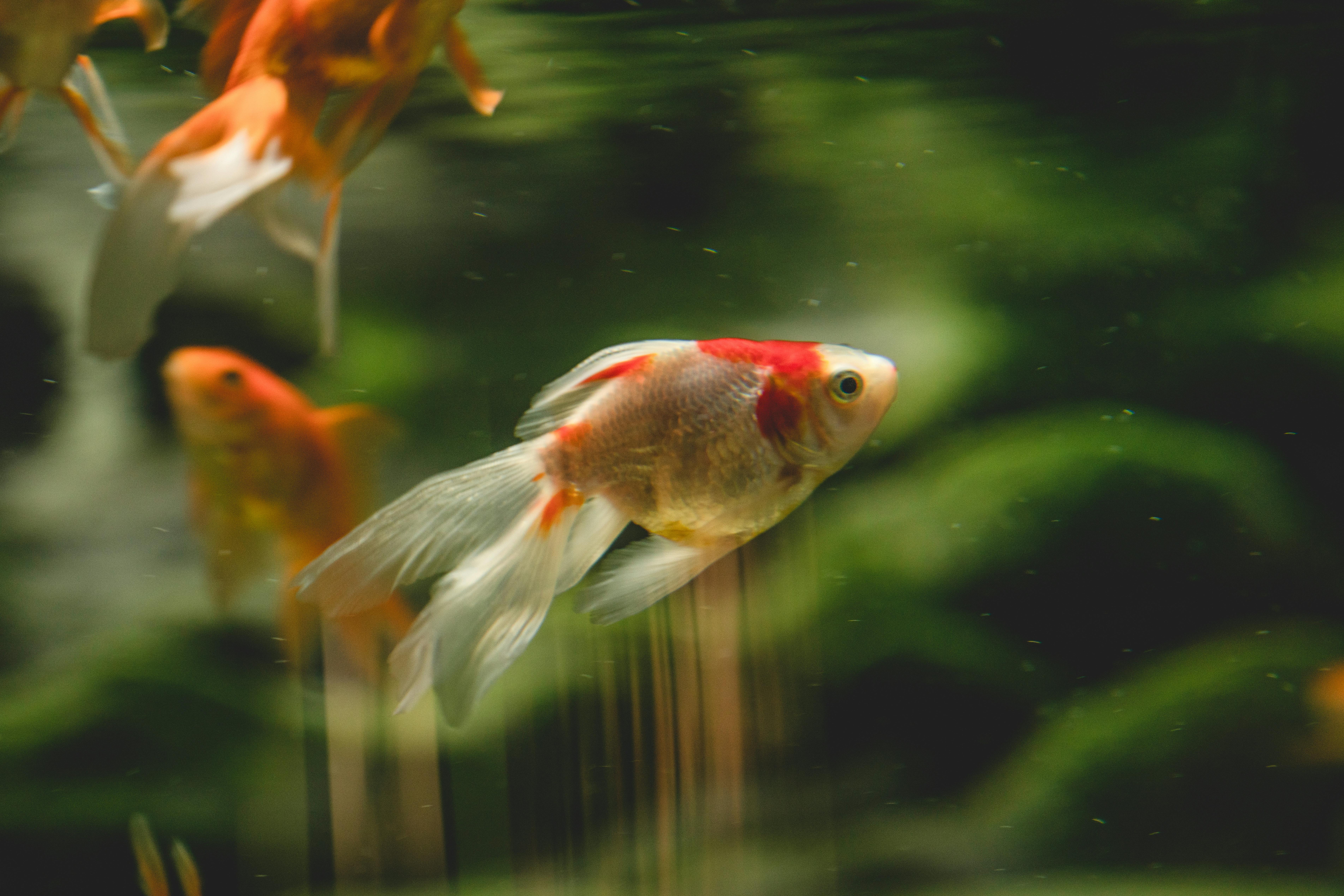 Goldfish Care Guide - fish pet care guide