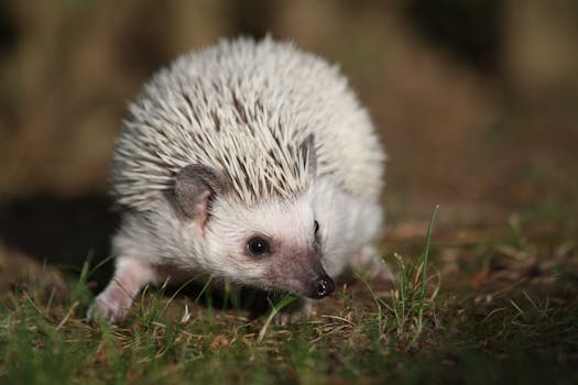 Hedgehog Care Guide - small-mammals pet care guide
