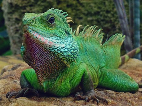 Iguana Care Guide - reptiles pet care guide