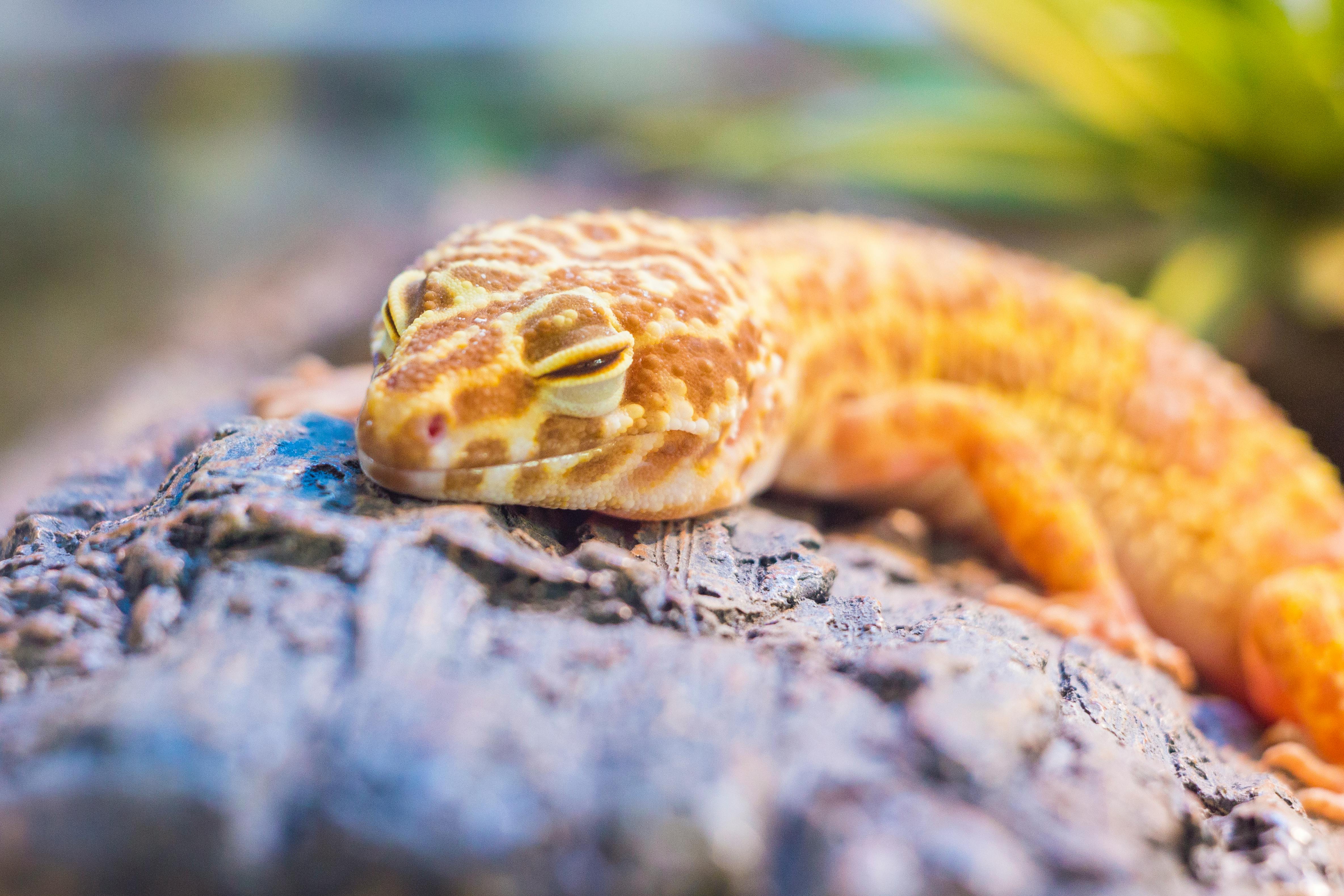Leopard Gecko Care Guide - reptiles pet care guide