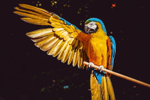 Macaw Care Guide - birds pet care guide
