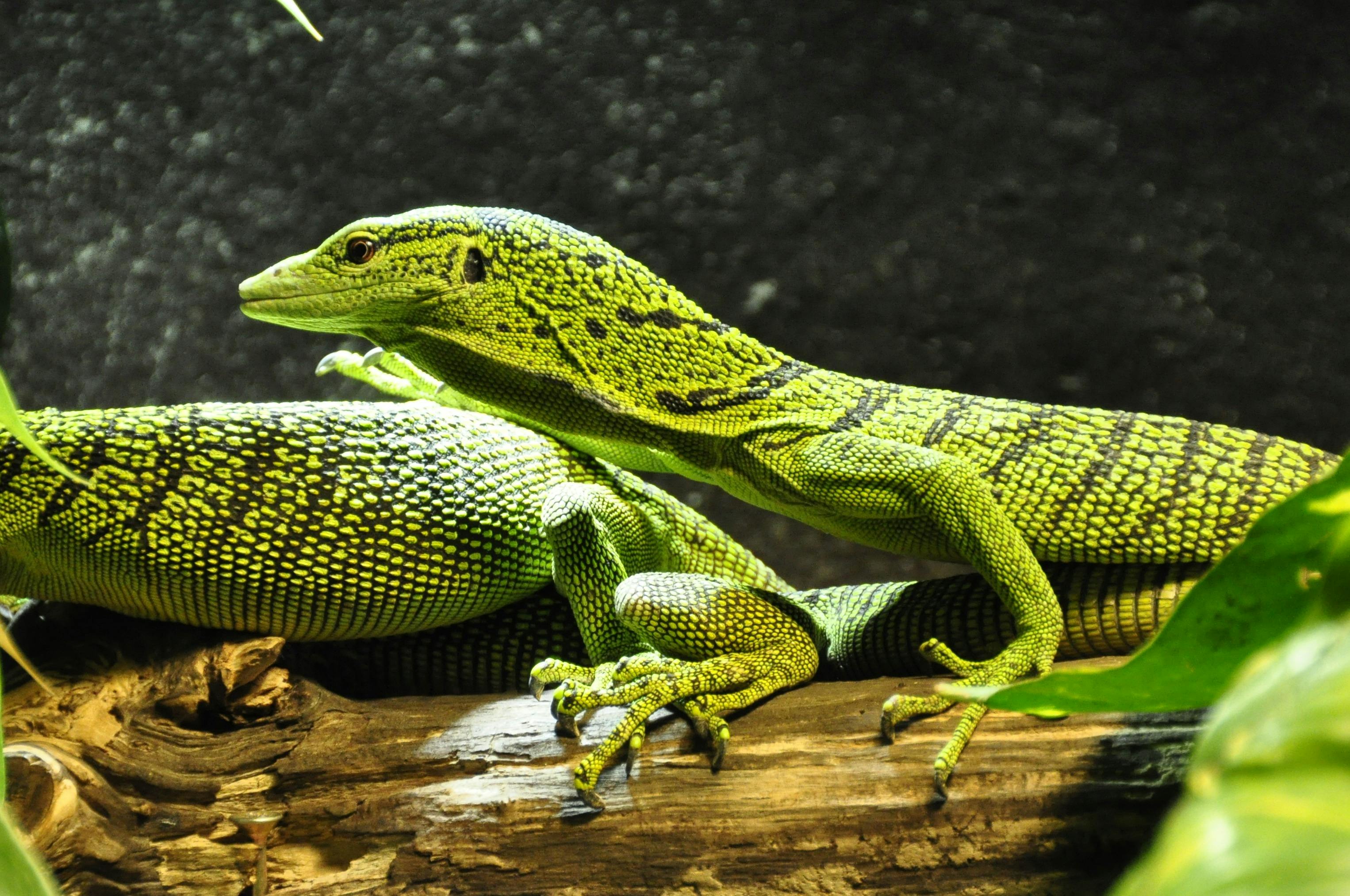 Monitor Lizard Care Guide - reptiles pet care guide