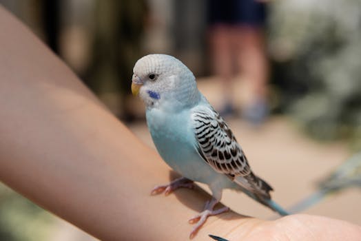 Parakeet (Budgie) Care - birds pet care guide
