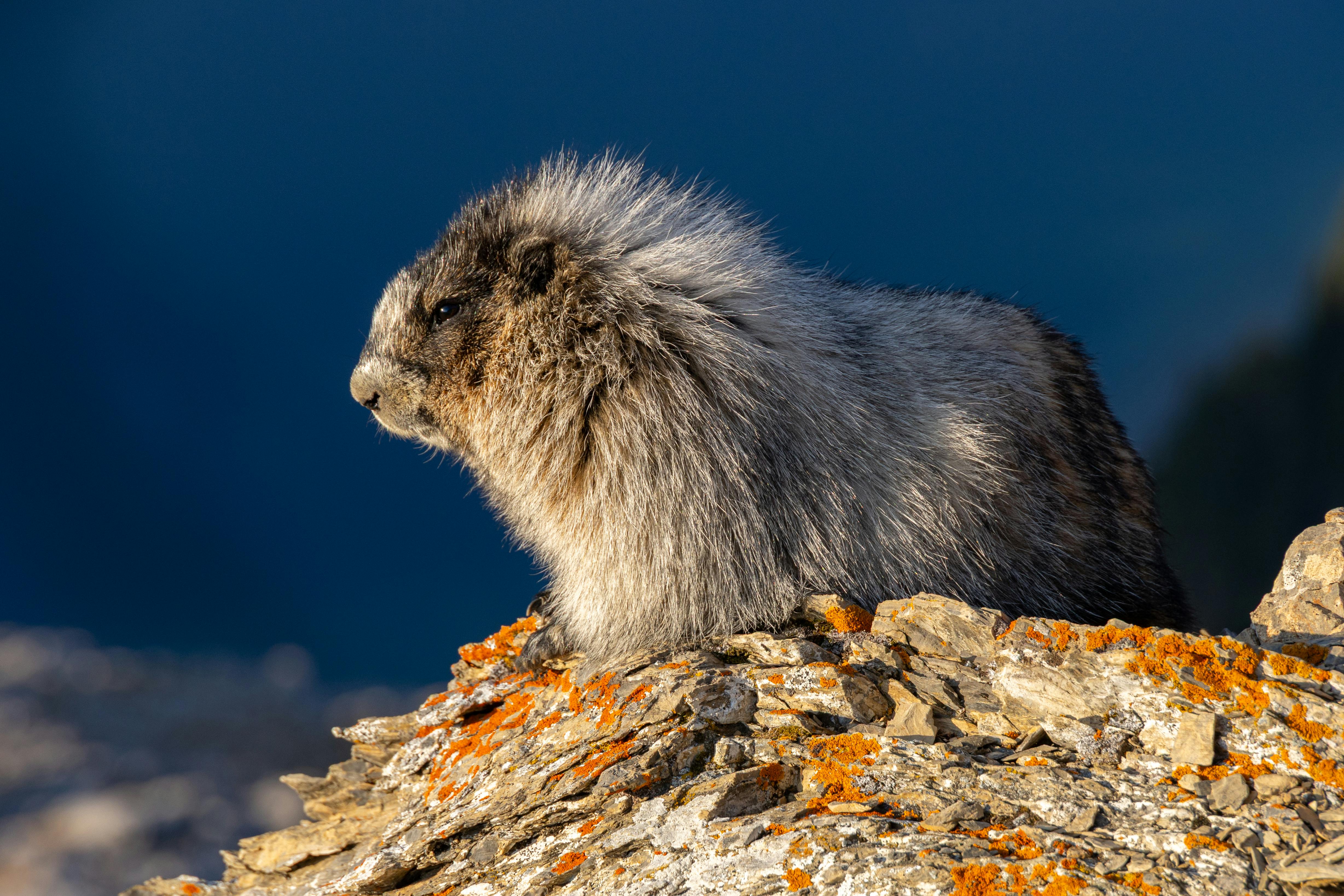 Prairie Dog Care Guide - small-mammals pet care guide