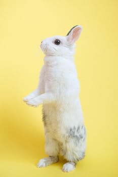 Rabbit Care Guide - rabbits pet care guide