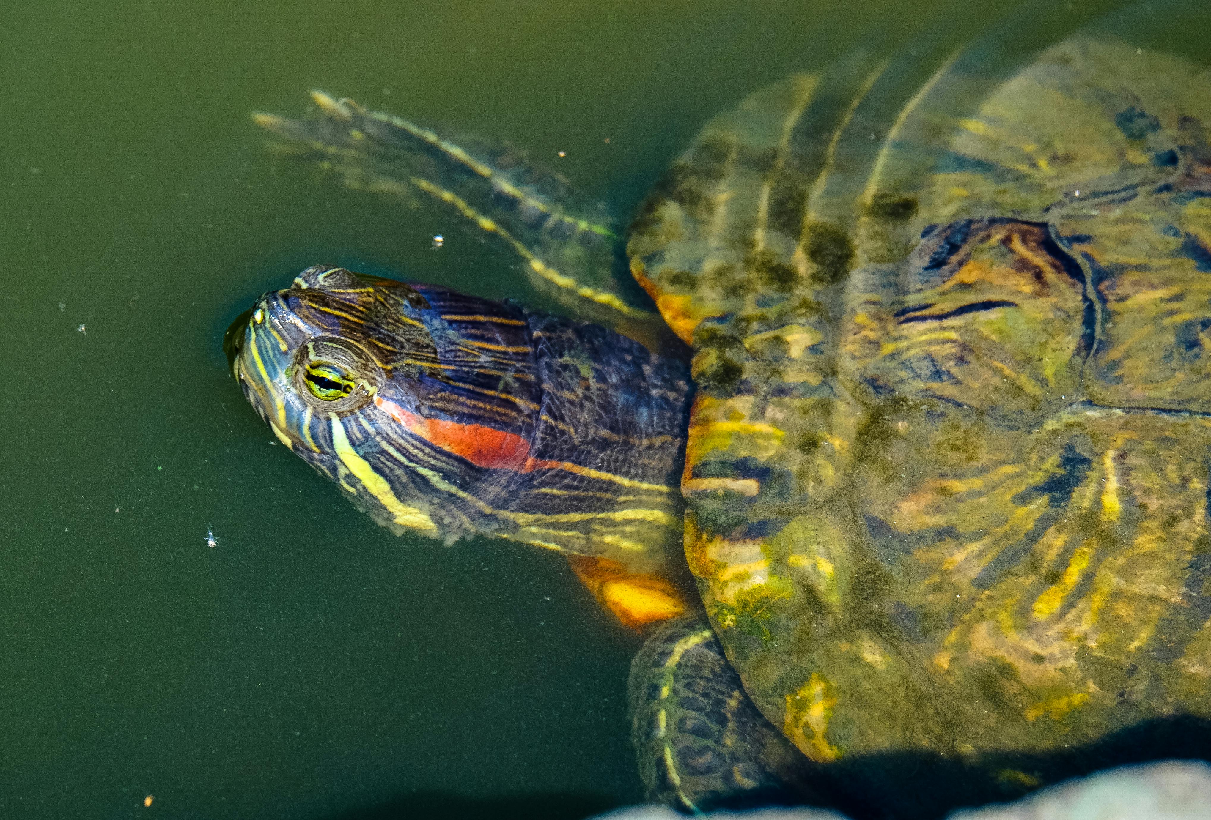 Red-Eared Slider Turtle Care Guide - turtles pet care guide