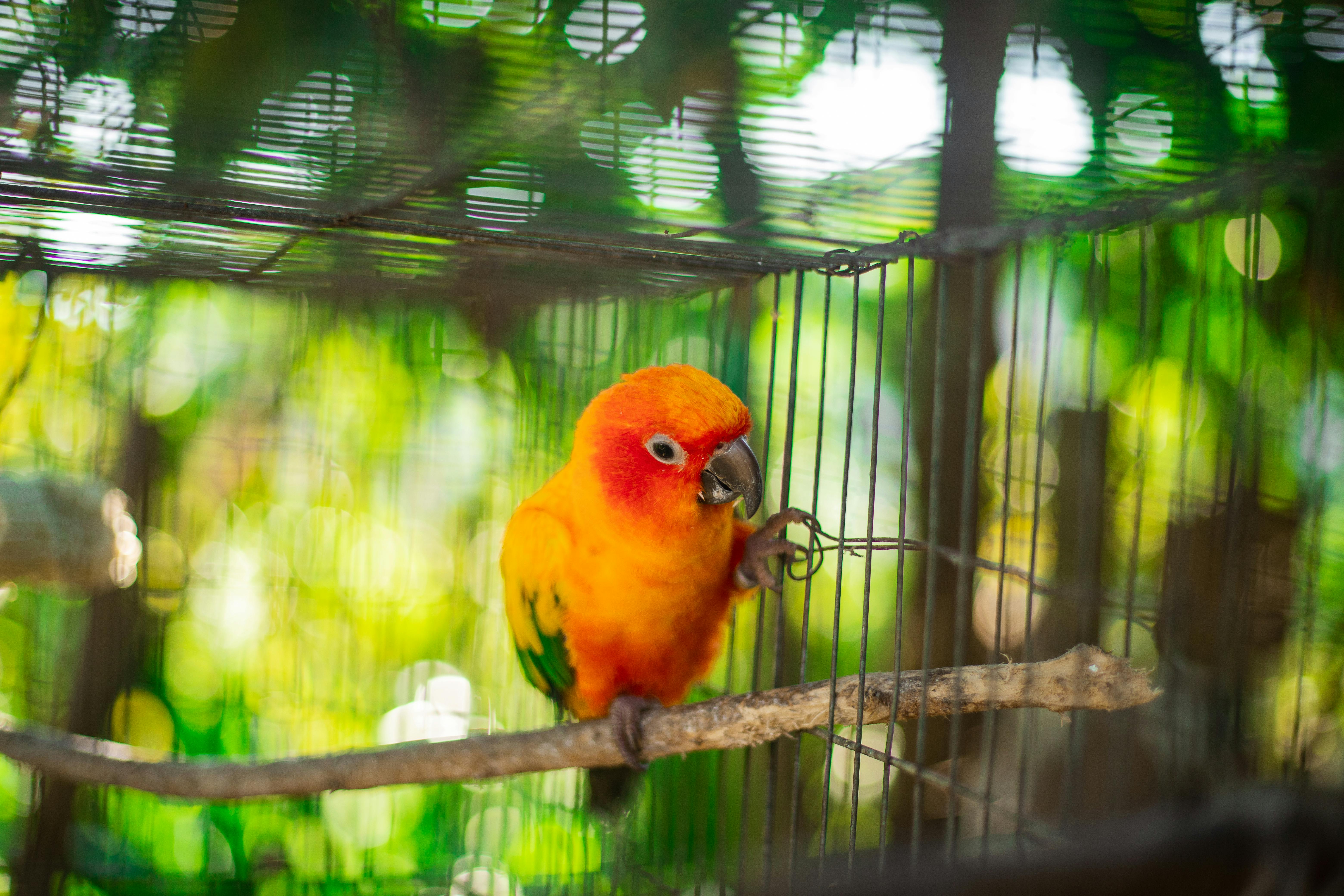 Sun Conure Care Guide - birds pet care guide