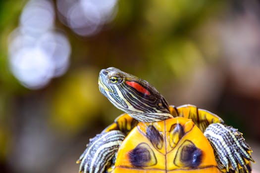Pet Turtle Care Guide - reptiles pet care guide